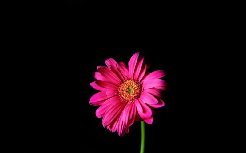 Pink Gerbera Daisy — Dramatic, Photograph, Stem, Black Background