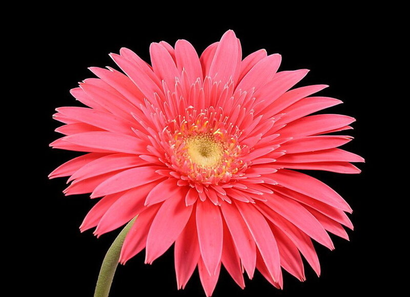 Pink Gerbera Daisy — Dramatic, Photograph, Stem