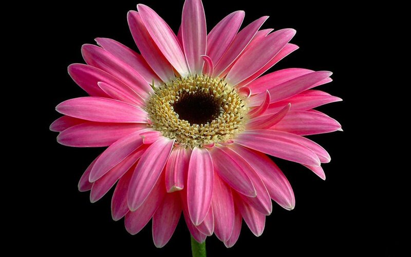 Pink Gerbera Daisy — Dramatic, Photograph