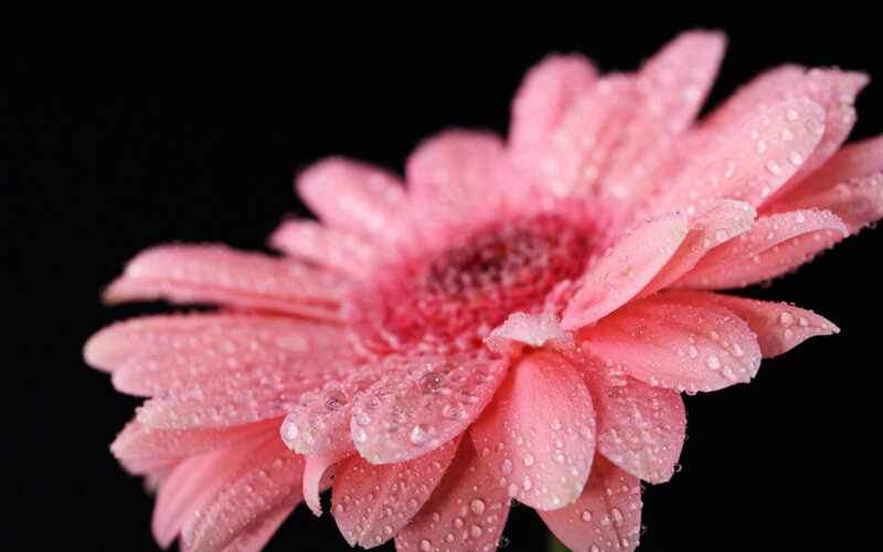 Pink Gerbera Daisy — Dramatic, Photograph, Water Droplets, Black Background