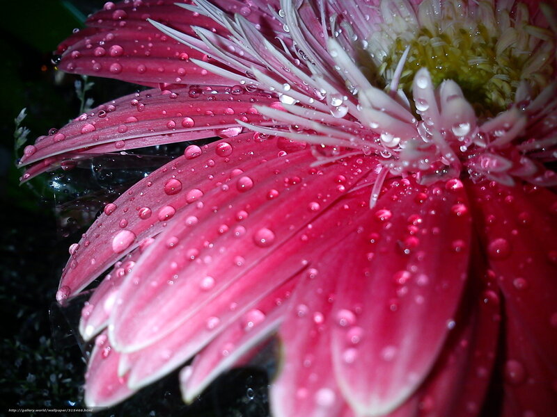 Pink Gerbera Daisy — Dramatic, Photograph, Water Droplets, Flower Center
