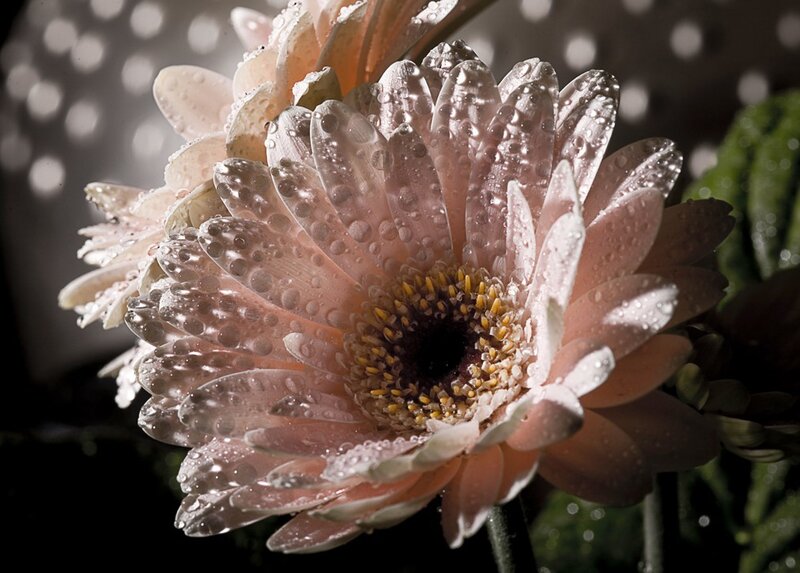 Pink Gerbera Daisy — Dramatic, Photograph, Water Droplets, Green Leaves