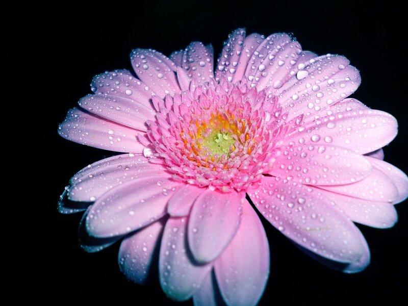 Pink Gerbera Daisy — Dramatic, Photograph, Water Droplets