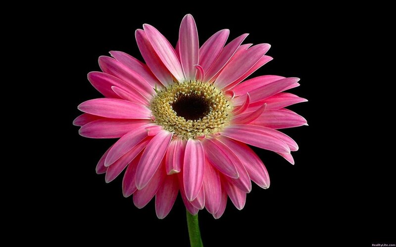 Pink Gerbera Daisy — Dramatic