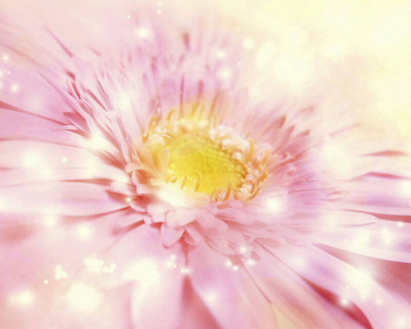 Pink Gerbera Daisy — Dreamy, Photograph