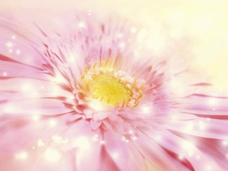 Pink Gerbera Daisy — Dreamy