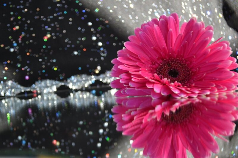 Pink Gerbera Daisy — Festive