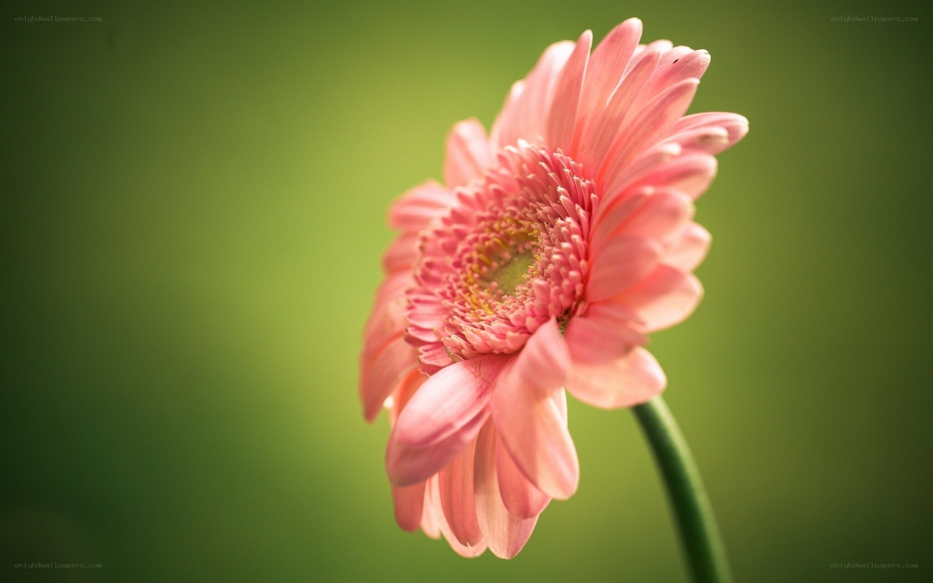 pink gerbera daisy flower
