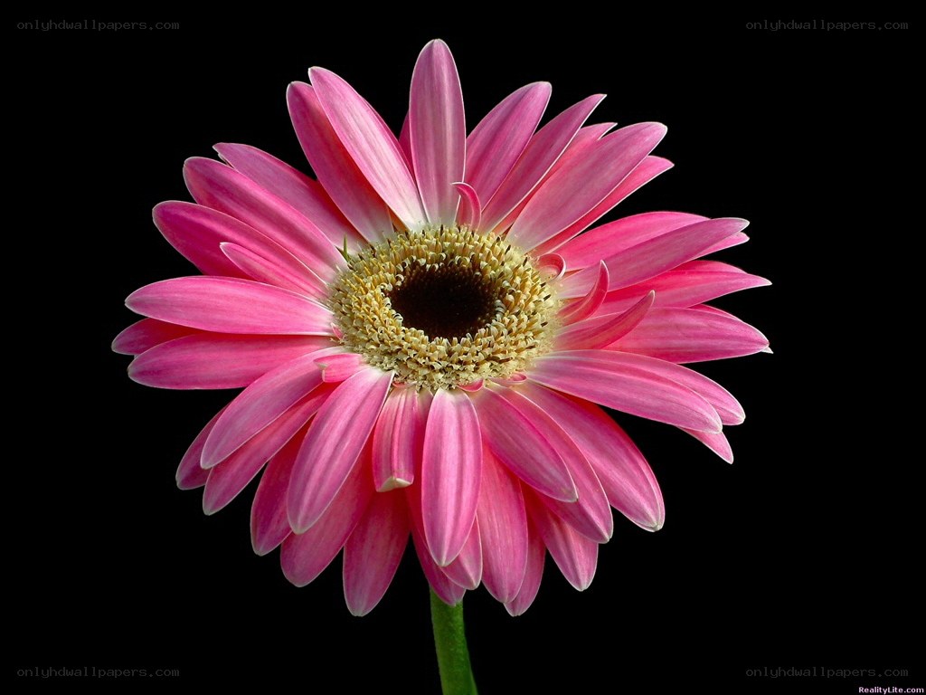 Pink gerbera daisy flower