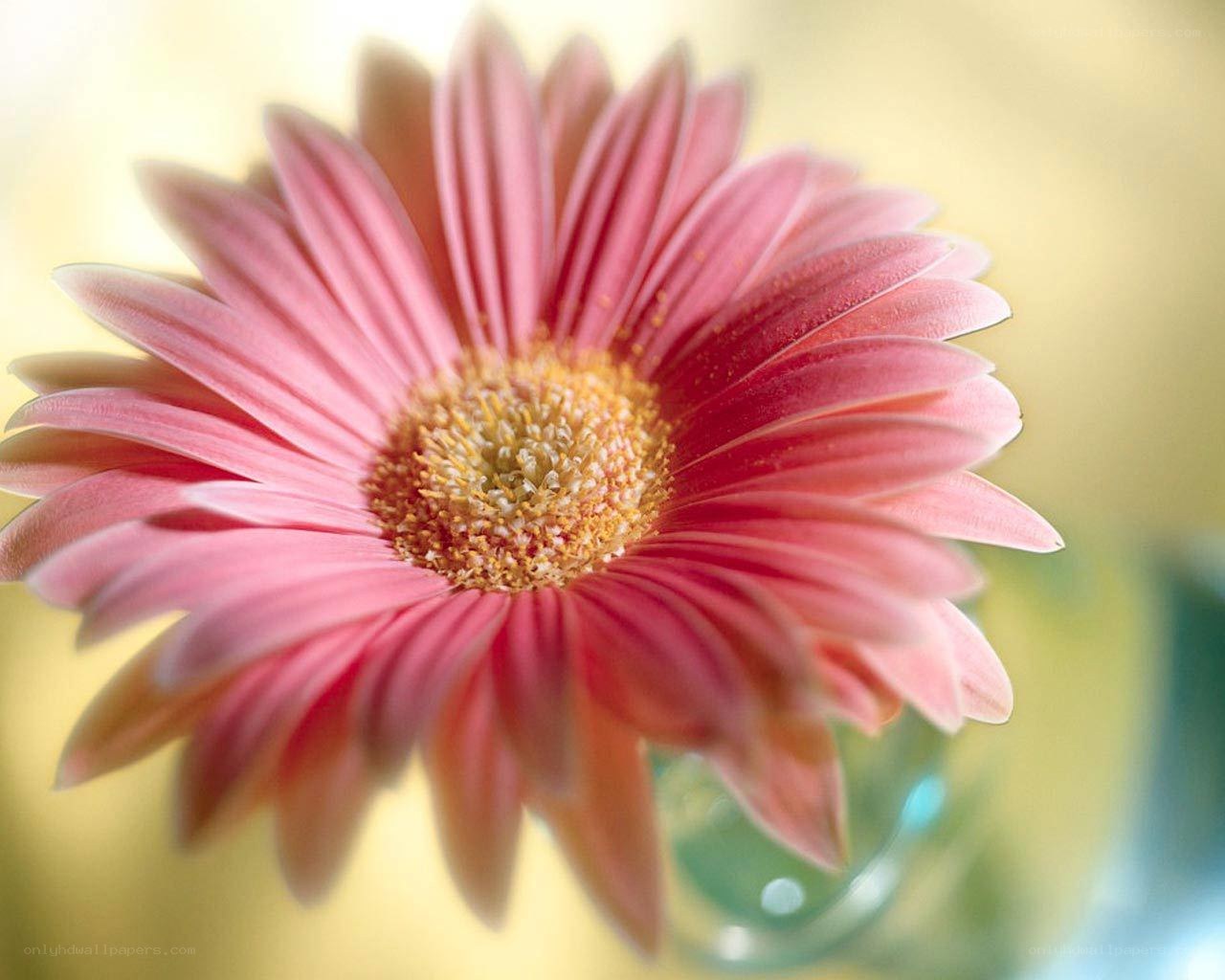 Pink gerbera daisy flower