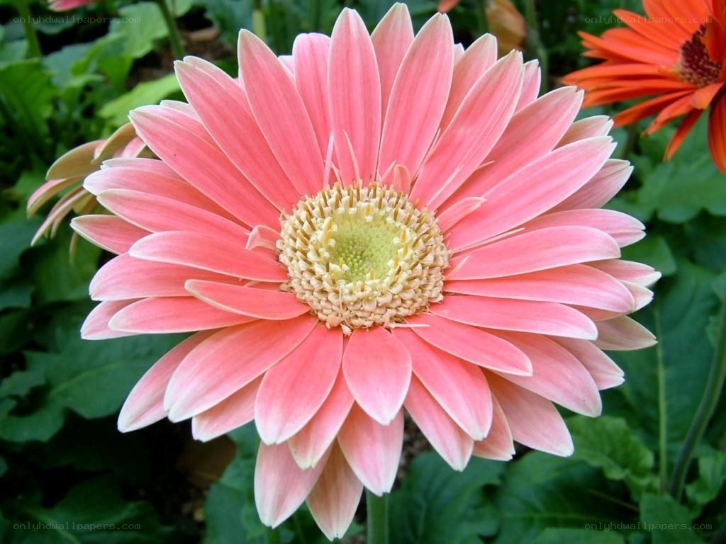 Pink gerbera daisy flower