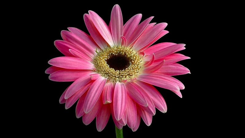 Pink gerbera daisy flower