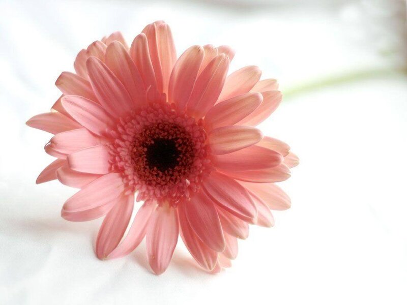 Pink gerbera daisy flower