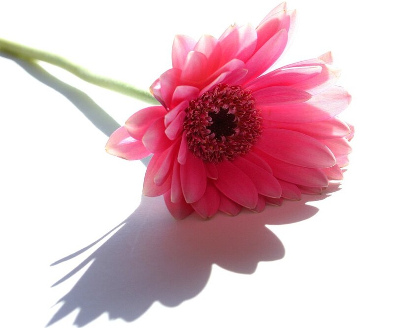 Pink gerbera daisy flower