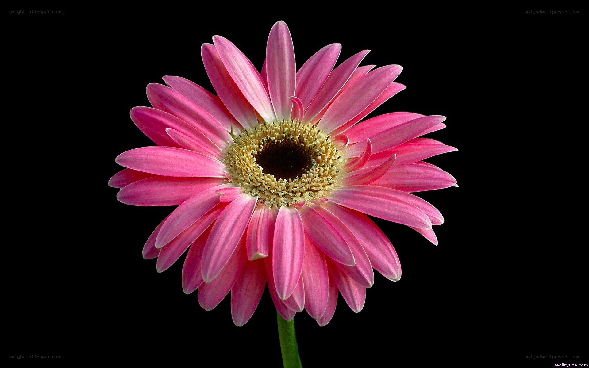 pink gerbera daisy flower