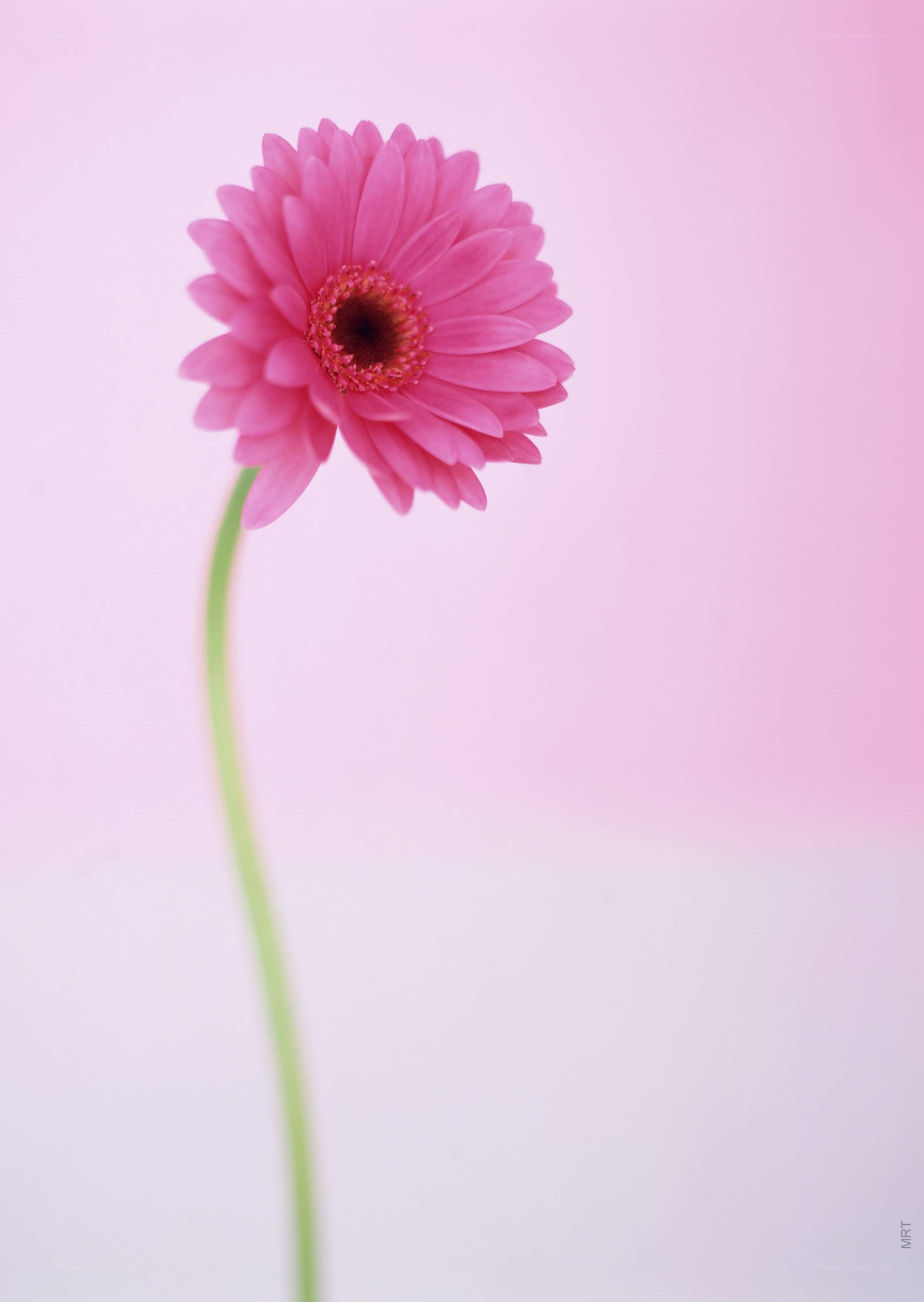 pink gerbera daisy flower