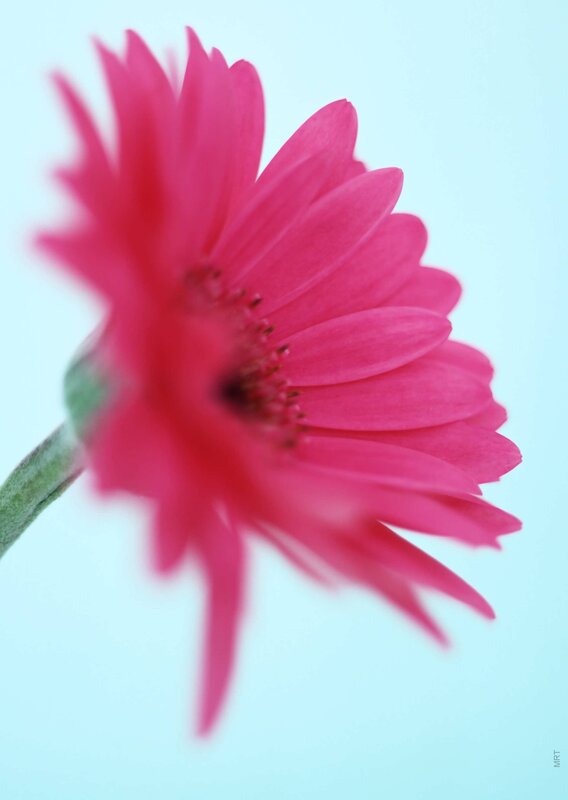 pink gerbera daisy flower