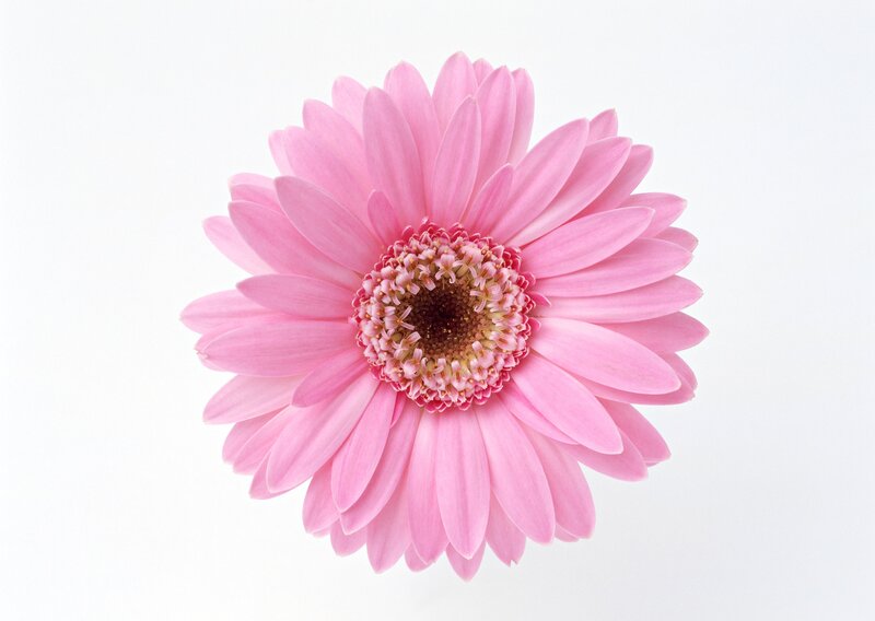Pink gerbera daisy flower