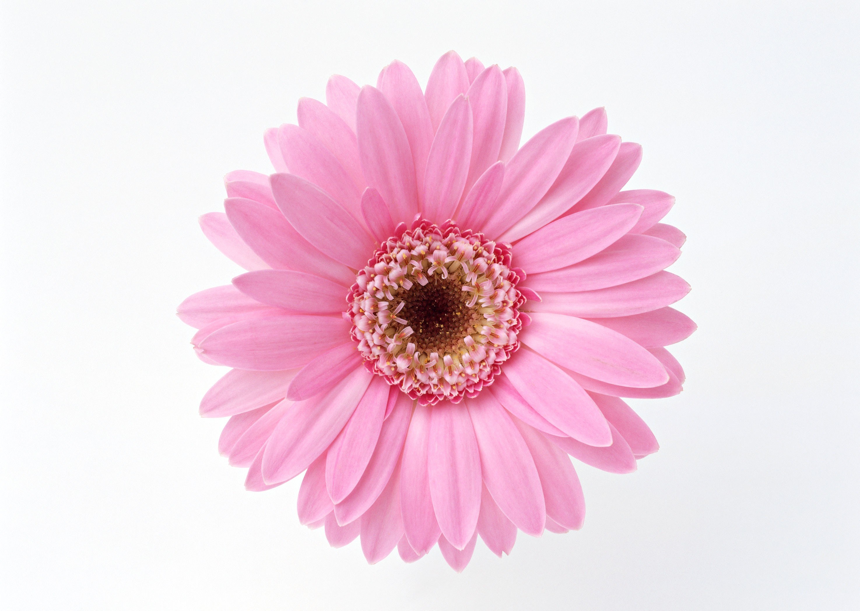 Pink gerbera daisy flower