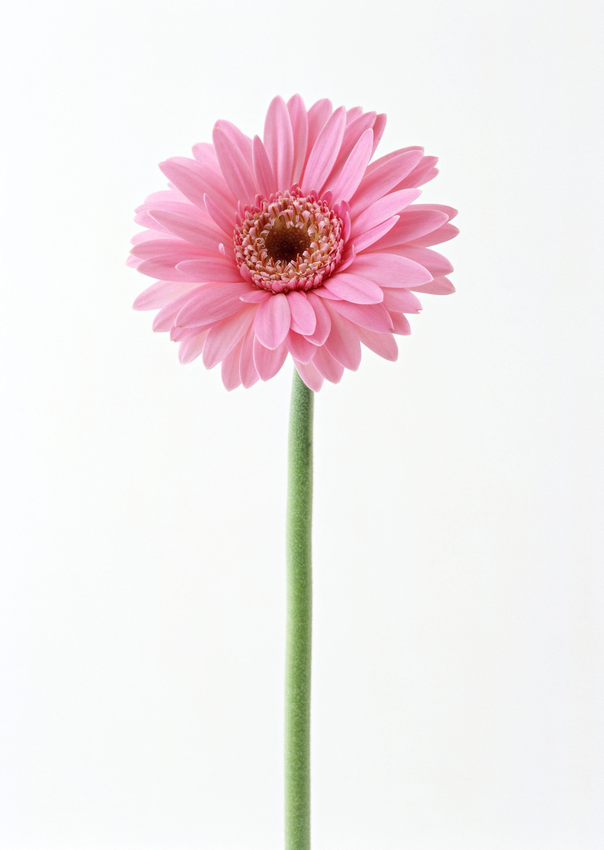 Pink gerbera daisy flower