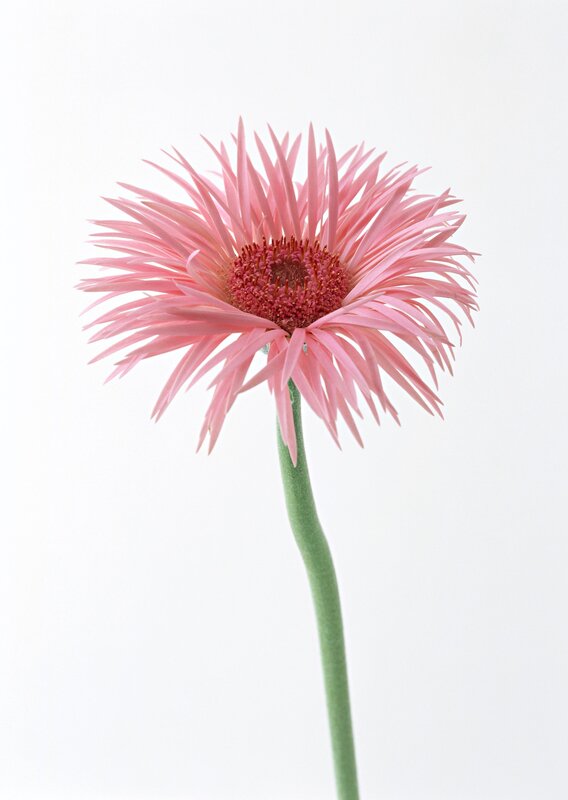 Pink gerbera daisy flower