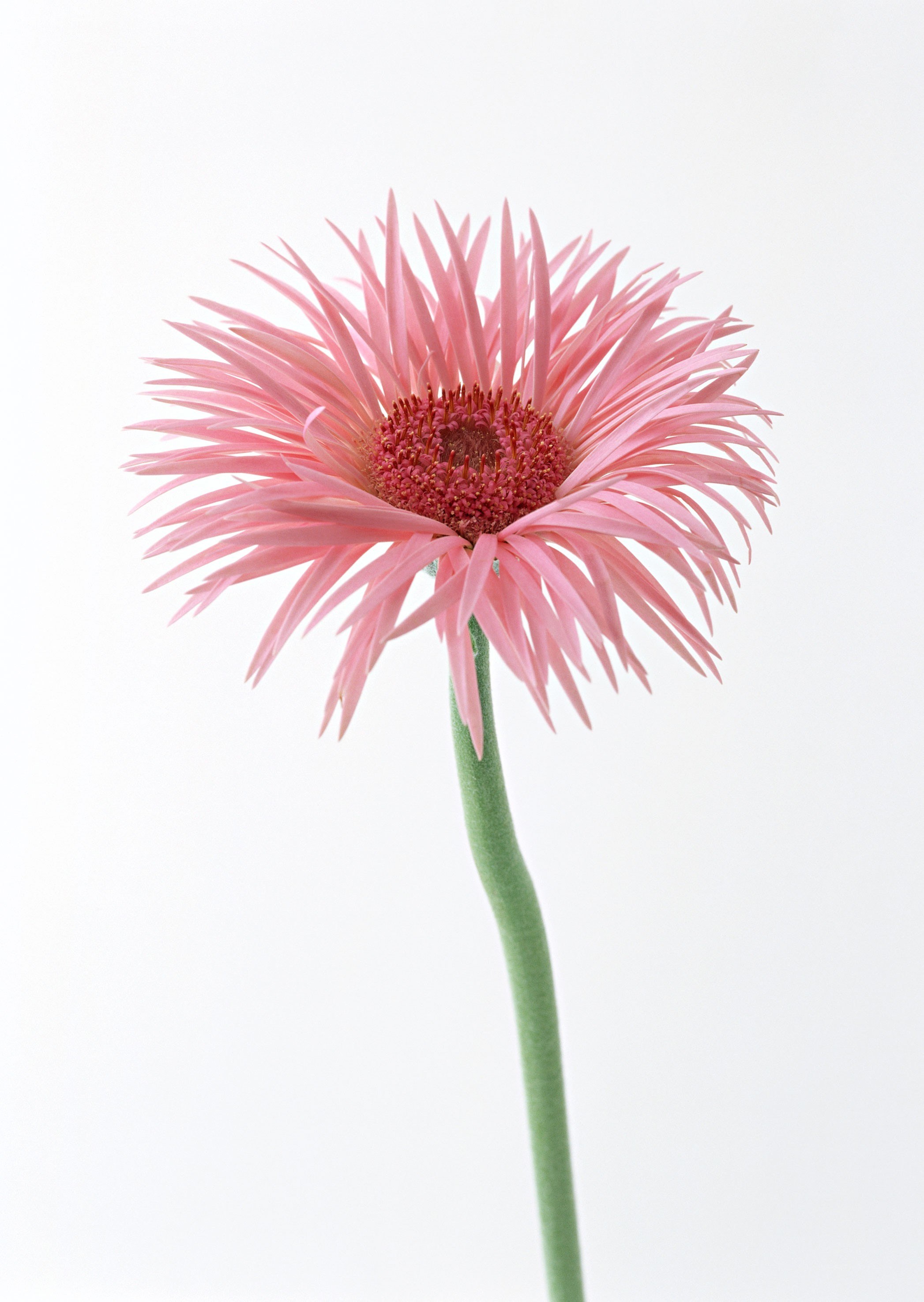 Pink gerbera daisy flower