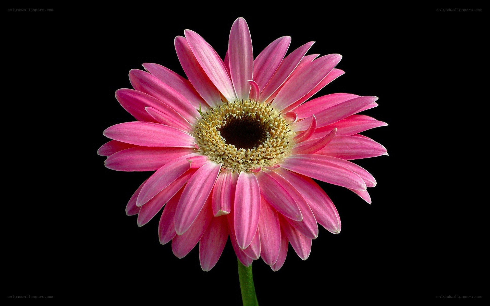 pink gerbera daisy flower