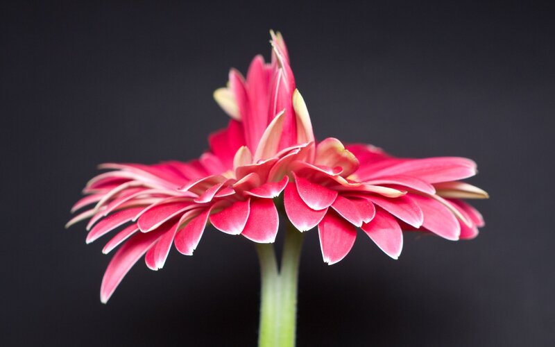 Pink gerbera daisy flower