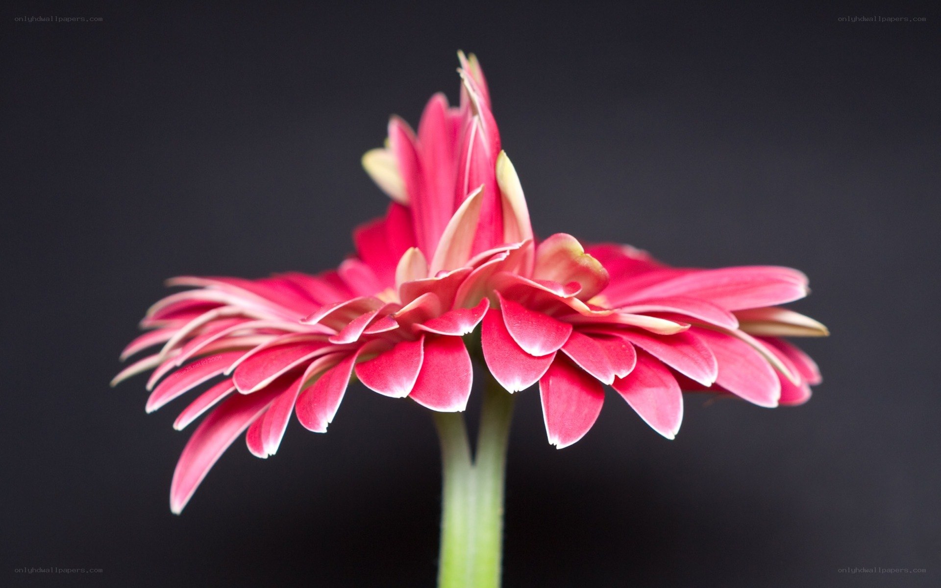 Pink gerbera daisy flower
