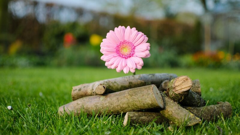 Pink Gerbera Daisy — Green, Serene, Afternoon