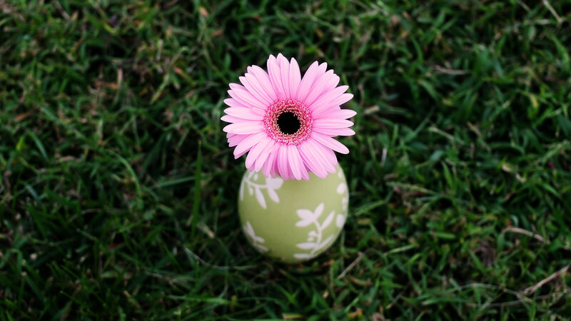 Pink Gerbera Daisy — Green