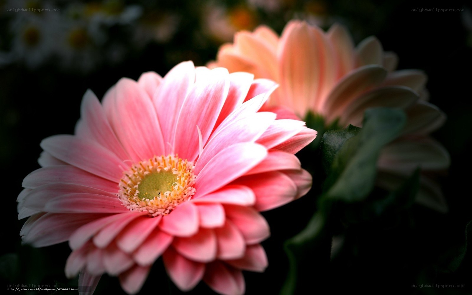 Pink gerbera daisy in bloom