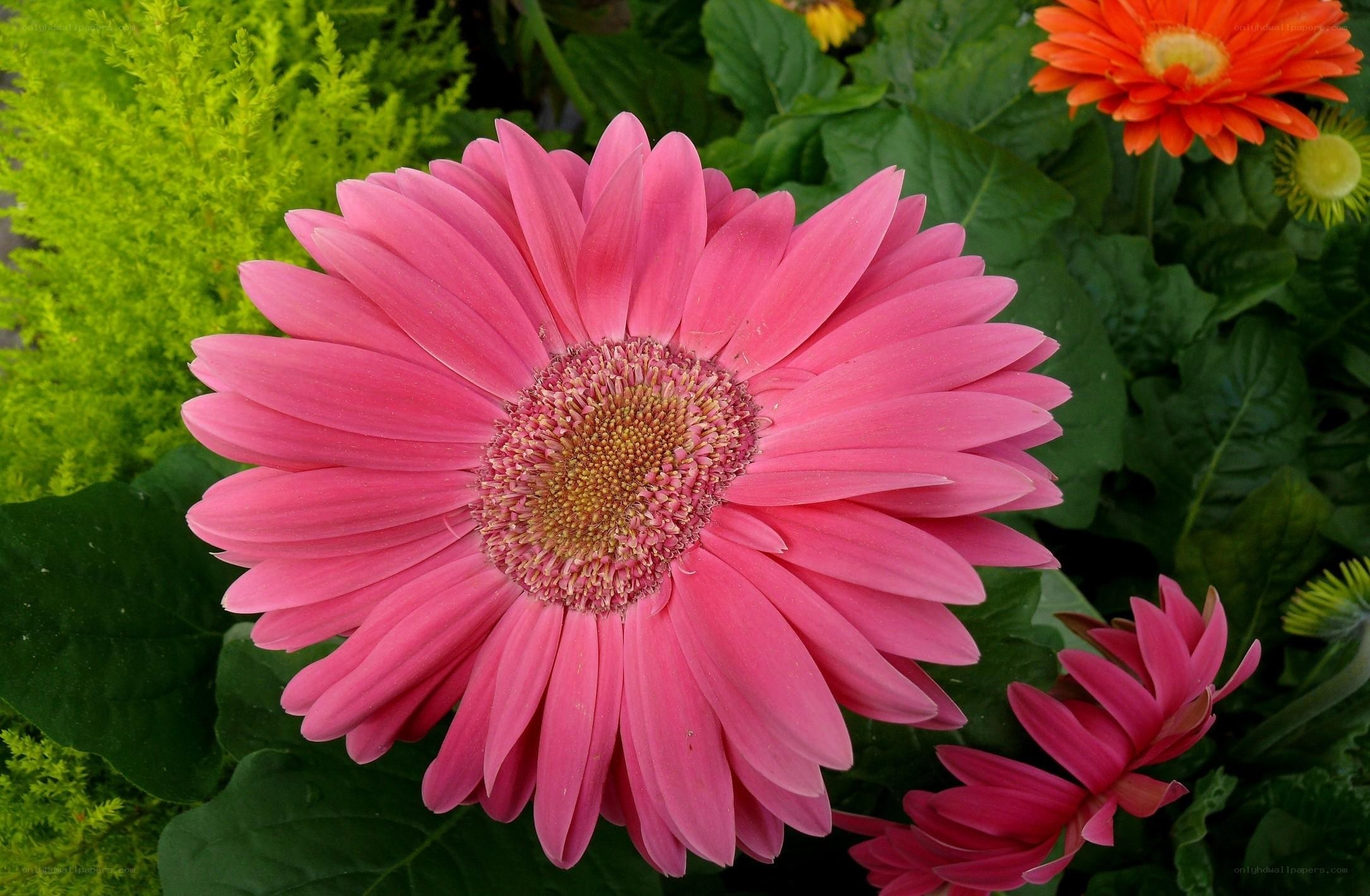 Pink gerbera daisy in garden