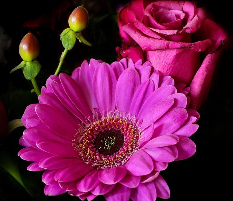 Pink Gerbera Daisy — Magenta, Dramatic