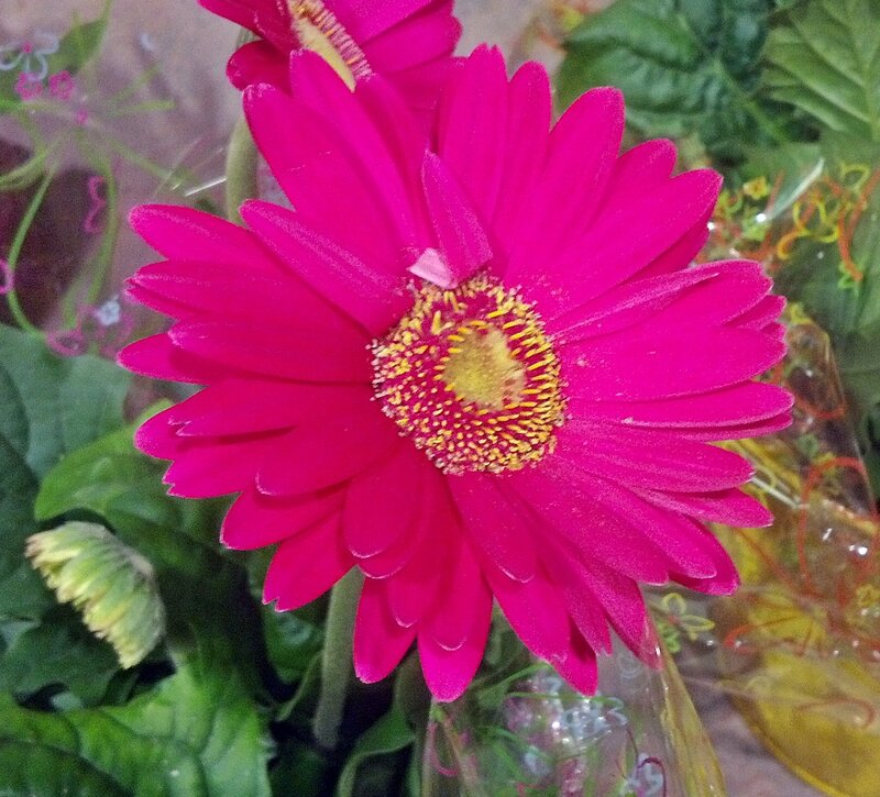 Pink Gerbera Daisy — Magenta