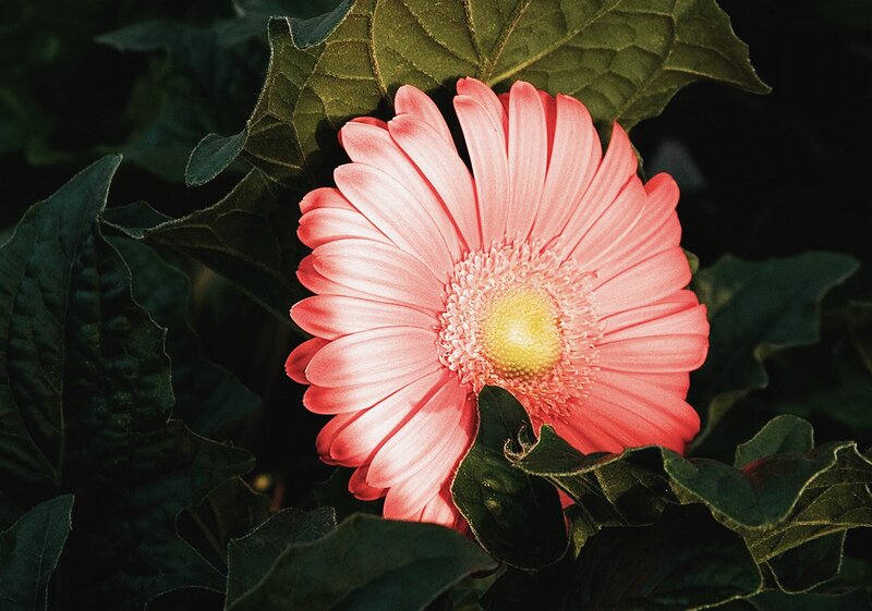 Pink Gerbera Daisy — Natural, Photograph