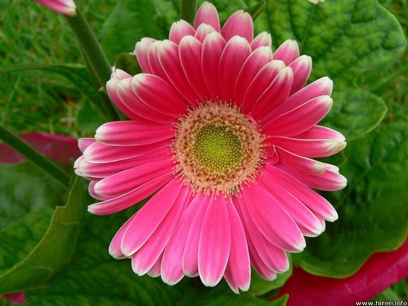 Pink Gerbera Daisy — Natural