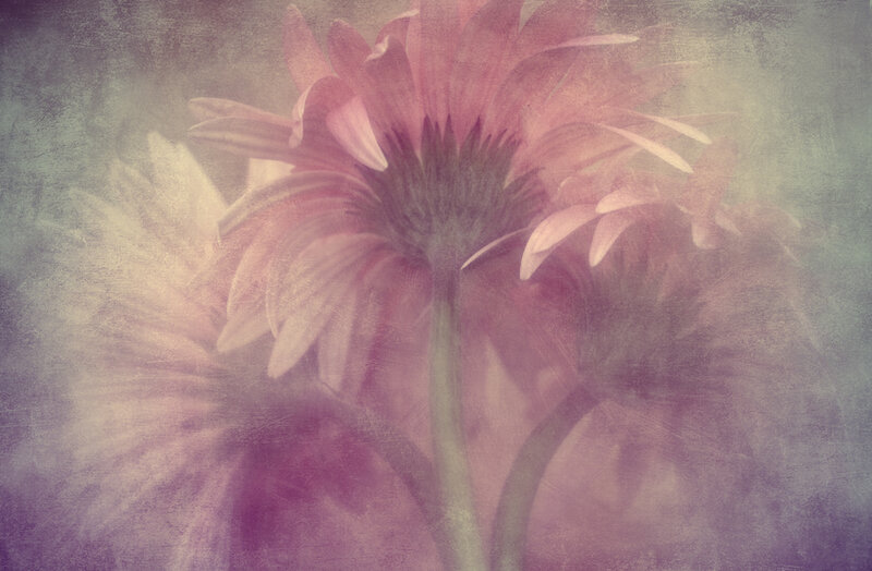 Pink Gerbera Daisy — Purple