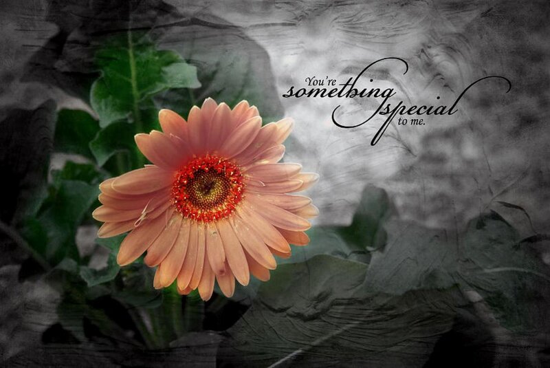 Pink Gerbera Daisy — Sentimental