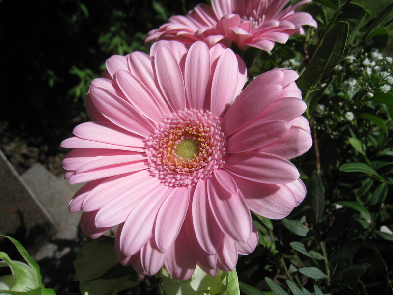 Pink Gerbera Daisy — Serene, Afternoon, Photograph, Green Leaves