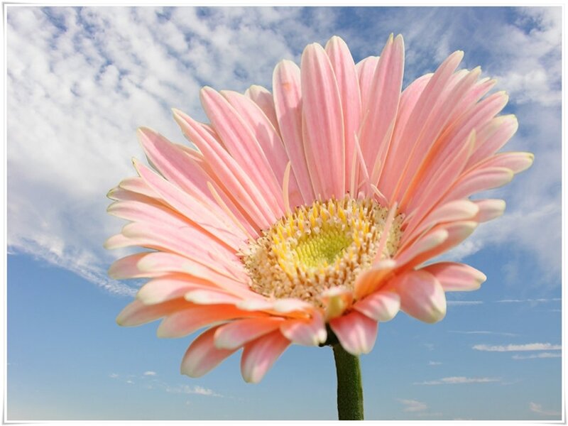 Pink Gerbera Daisy — Serene, Afternoon, Photograph, Sky