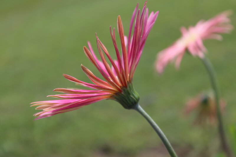 Pink Gerbera Daisy — Serene, Afternoon, Photograph