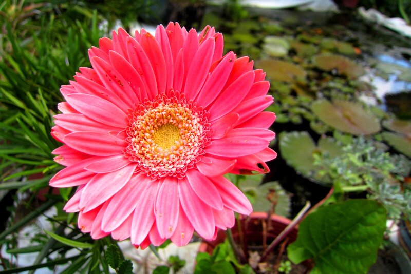 Pink Gerbera Daisy — Serene, Afternoon