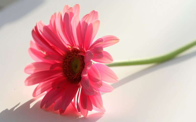 Pink Gerbera Daisy — Serene, Morning, Photograph, Stem