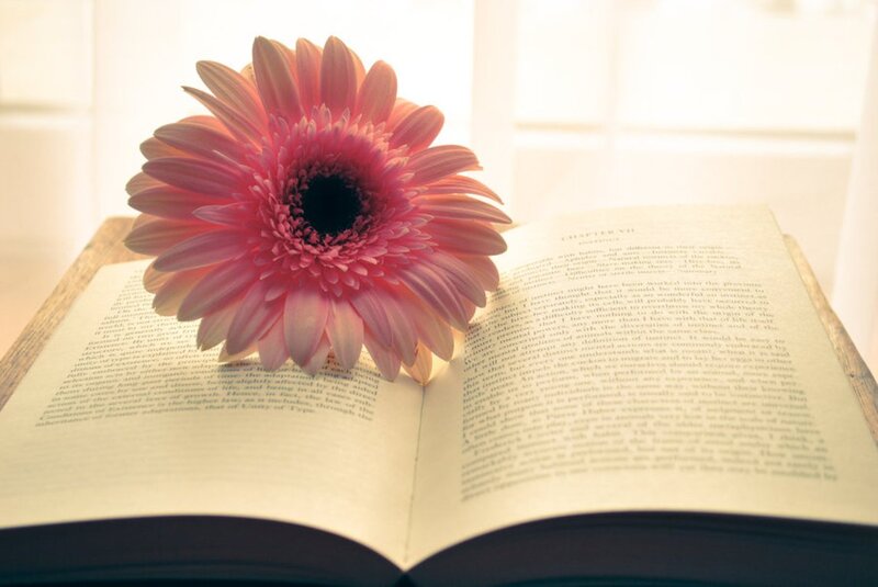 Pink Gerbera Daisy — Serene, Morning, Photograph
