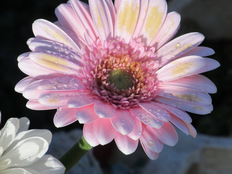 Pink Gerbera Daisy — Serene, Morning