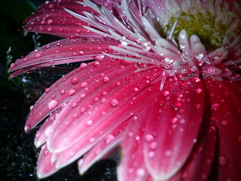 Pink Gerbera Daisy — Serene, Night