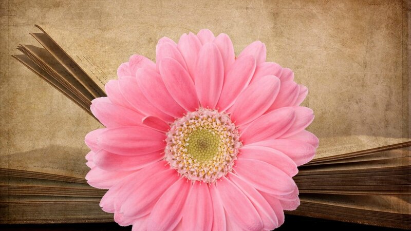 Pink Gerbera Daisy — Serene, Photograph, Book