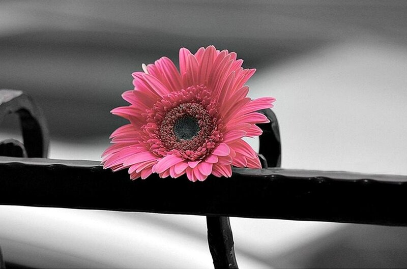 Pink Gerbera Daisy — Serene, Photograph, Flower, Bench