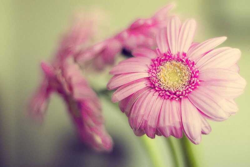 Pink Gerbera Daisy — Serene, Photograph, Flower, Petals, Center